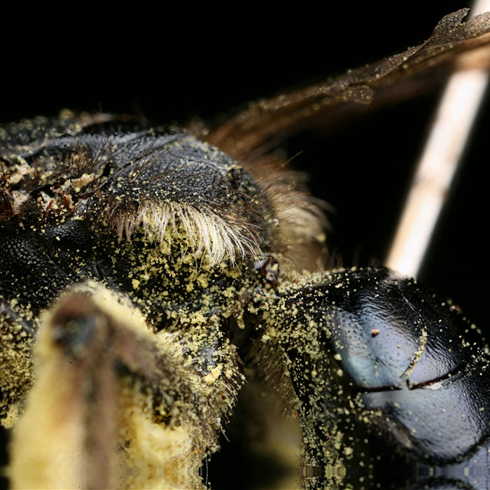 Andrena agilissima